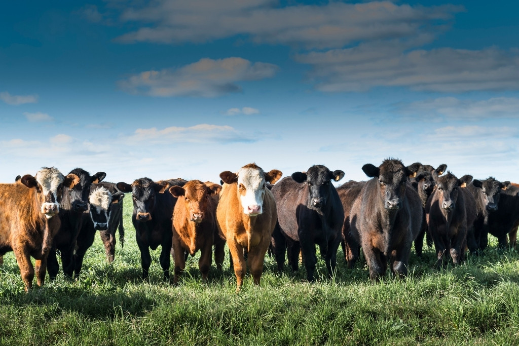 cattle stand in field