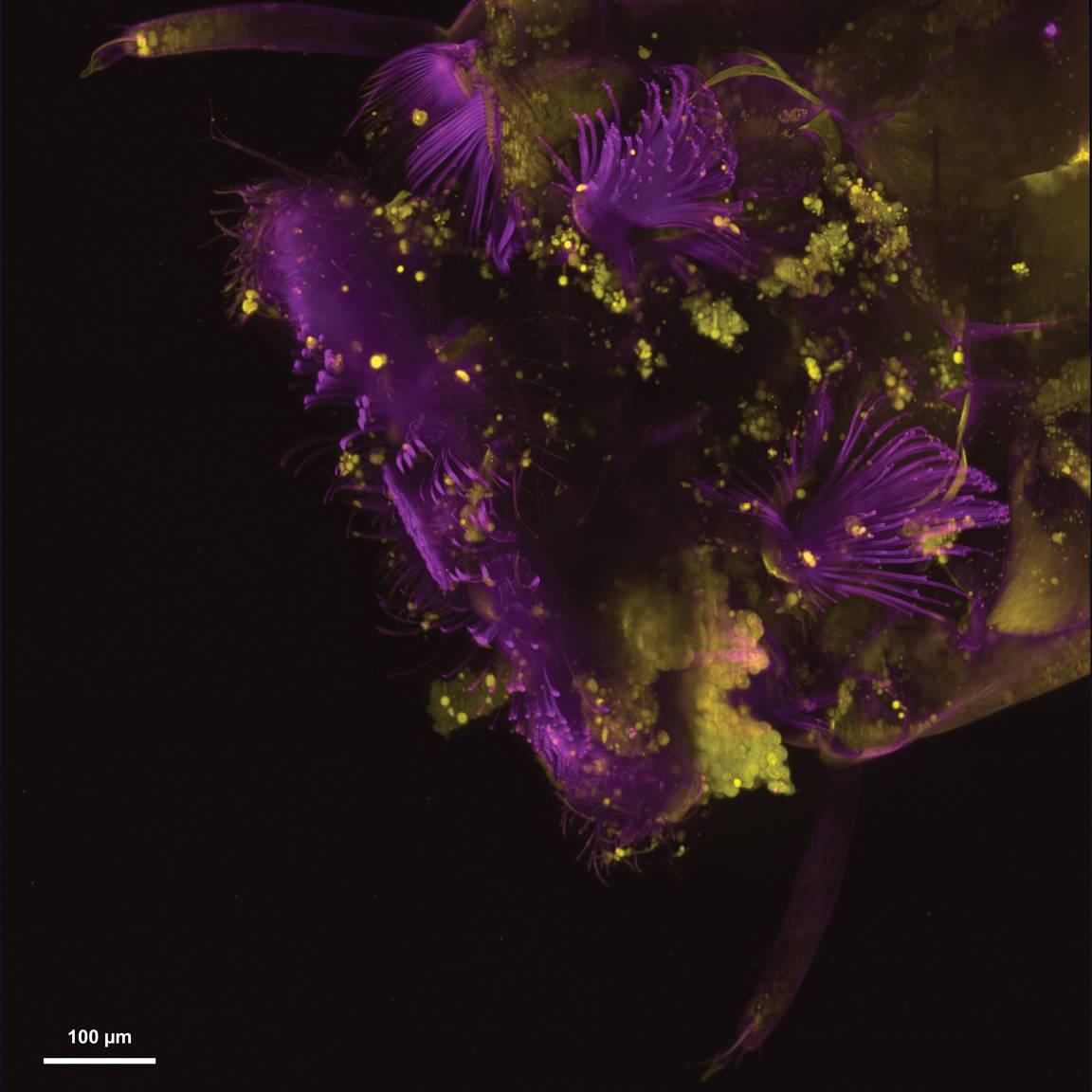 Microscopy resources