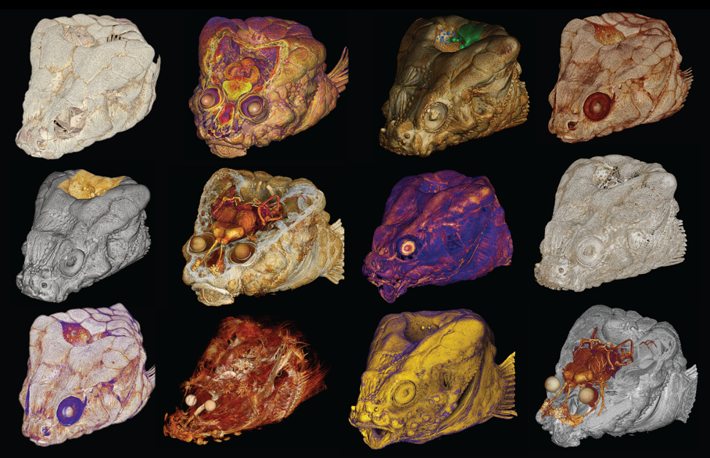 An assortment of micro-CT models of the rockhead poacher