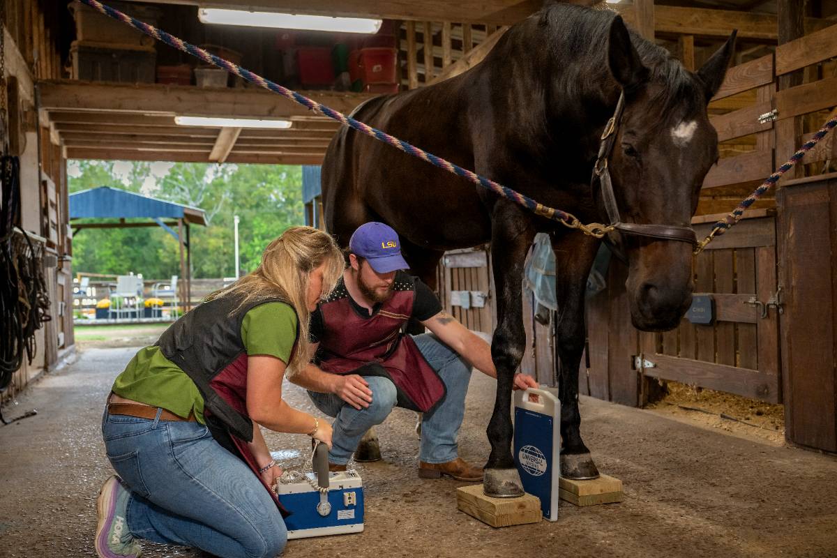 Peyton Todd working with horse 