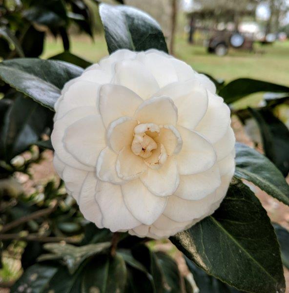 white camelia