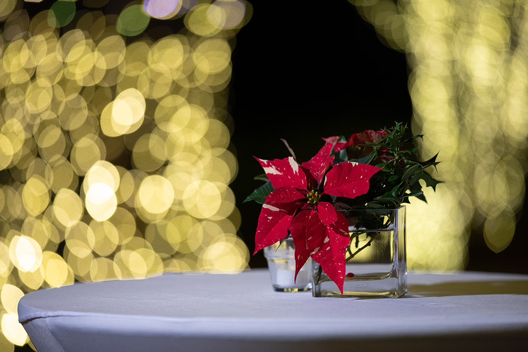 poinsettias on table with holiday lights in back