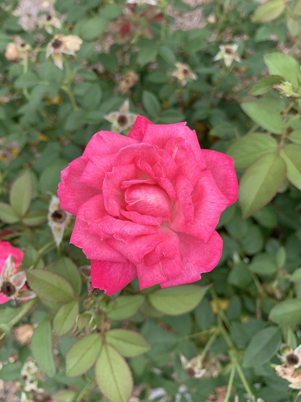 pink rose