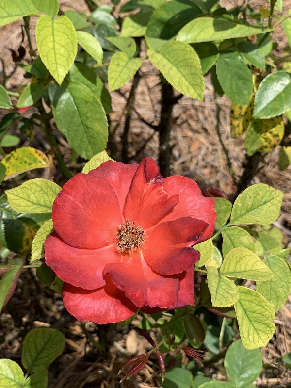 orange rose