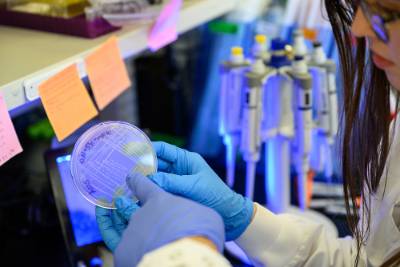 Students examine a petri dish