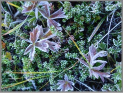 Frozen Tundra Vegetation Photo