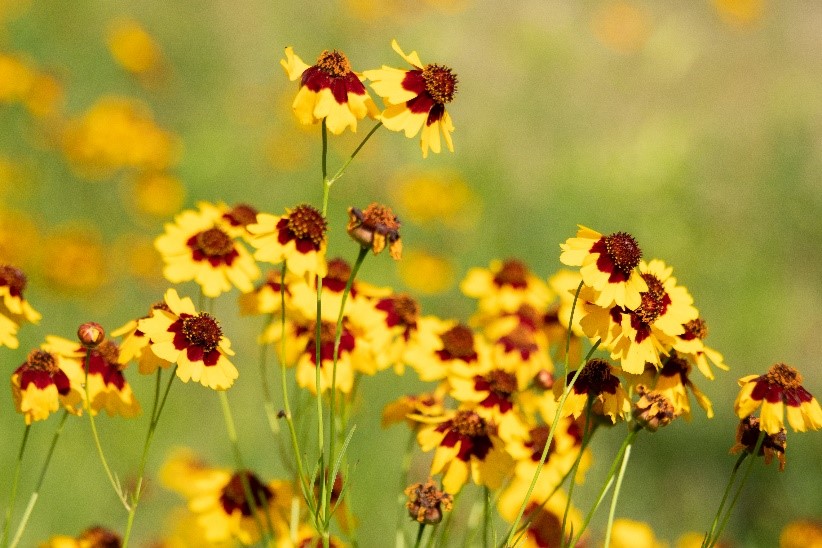 Plains Coreopsis, Coreopsis tinctoria