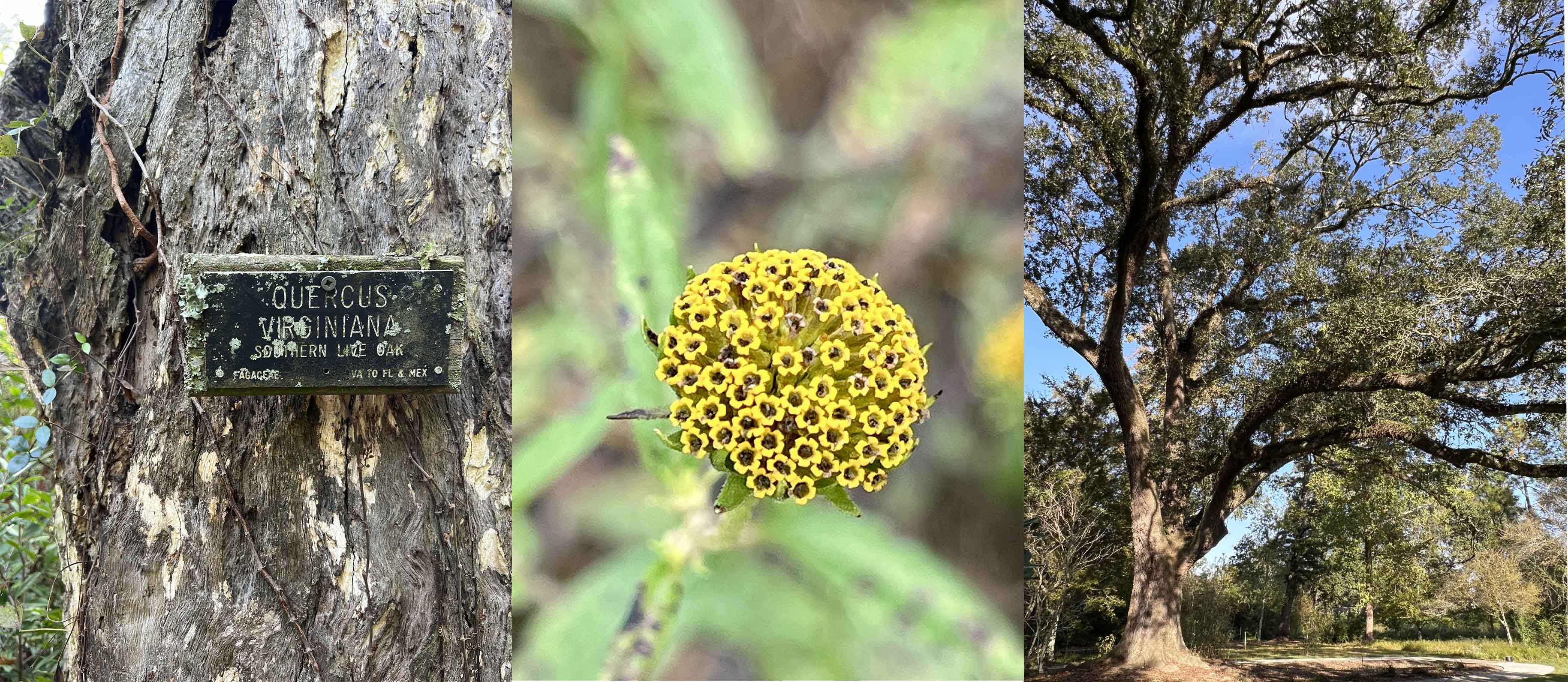 plant ID sign, flower bloom, oak tree