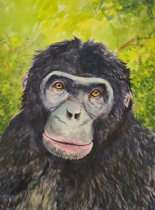 Bonobo chimpanzee