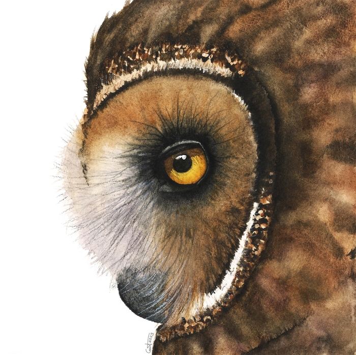 Franklin (Short-eared Owl) watercolor of an owl